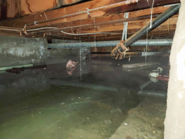 Best Water damage repair service  in Stanwood, WA